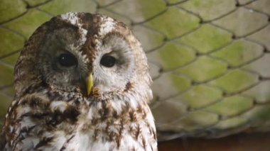 Baykuşa yaklaş, başını sağa sola çevir..