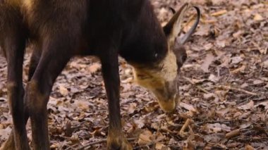 Arkadan yaklaşın ve yerden yiyin..