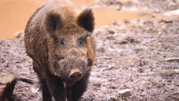 地面を嗅ぐイノシシの豚の密室 — ストック動画