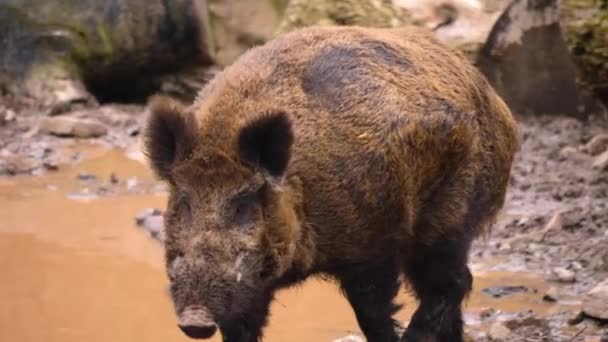 무거운 걸음으로 멧돼지 돼지를 가까이 — 비디오