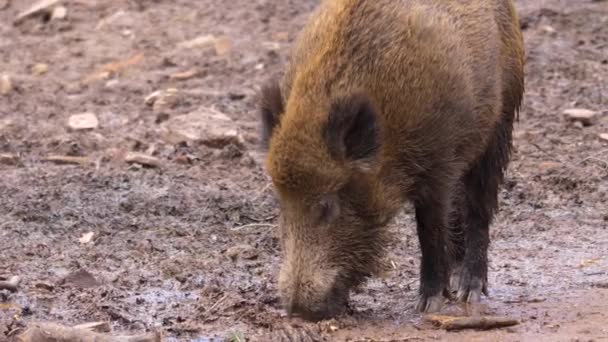 Close Wild Boar Pig Sniffing Ground — Stock Video