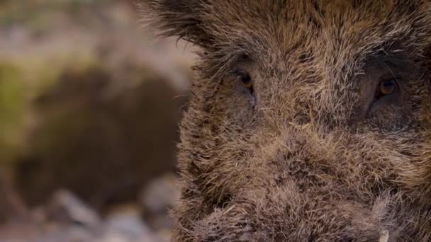 Close Van Wild Zwijn Varken Kijken Camera — Stockvideo