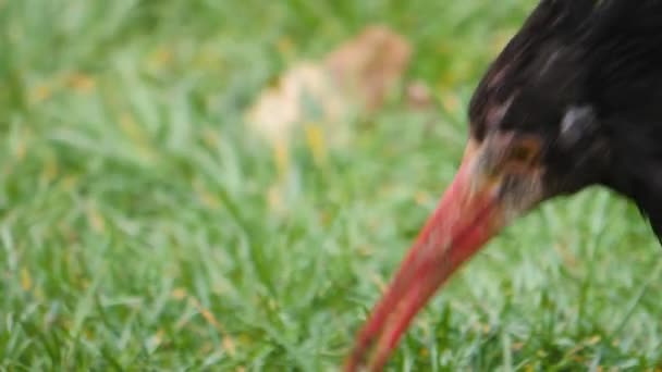 Close Northern Bald Ibis Head Sunny Day Summer — Stock Video