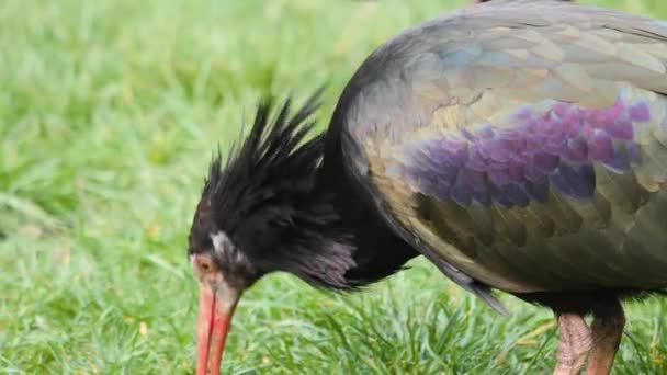 Close Northern Bald Ibis Head Sunny Day Summer — Stock Video