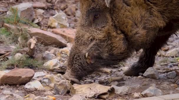 Nahaufnahme Von Wildschweinen Die Den Boden Erschnüffeln — Stockvideo