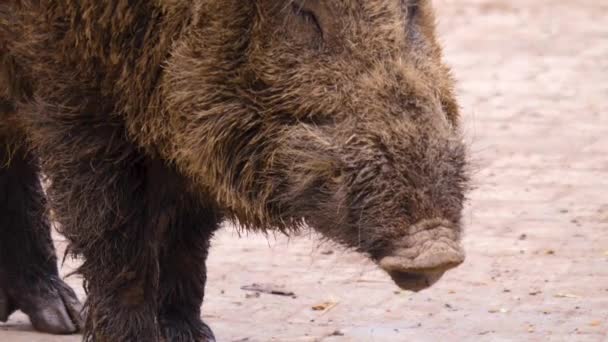 Close Van Grote Wilde Zwijnen Varken Ruiken Grond — Stockvideo