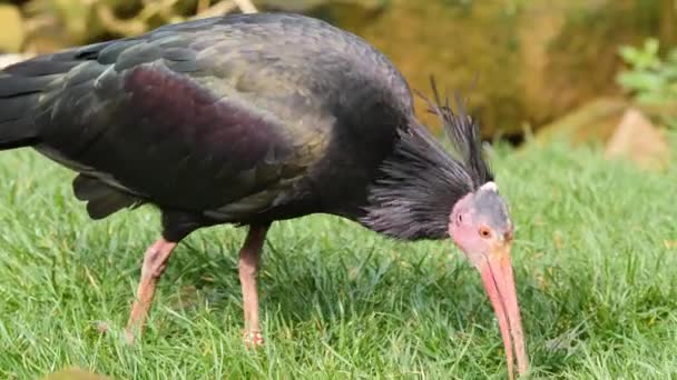Close Northern Bald Ibis Picking Grass — Stock Video