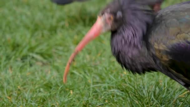 Close Northern Bald Ibis Slowly Walking Picking Grass — Stock Video