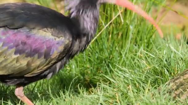 Κοντινό Πλάνο Του Βόρειου Φαλακρού Ibis Αργά Περπάτημα Και Μάζεμα — Αρχείο Βίντεο