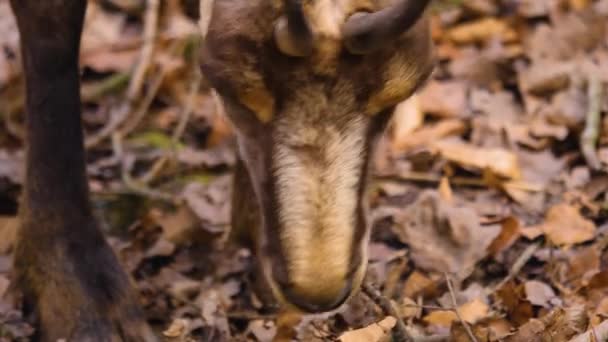 Primo Piano Della Testa Camoscio Mangiare Ramo — Video Stock