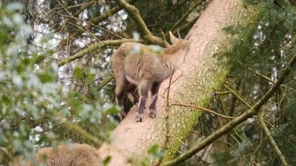 Close Van Baby Steenbok Staande Een Boom Een Zonnige Dag — Stockvideo