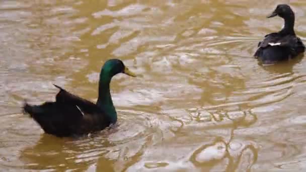 Close Pato Nadando Uma Lagoa Balançando Conto — Vídeo de Stock