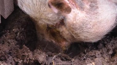 Koca göbeğin etrafında dikilirken 