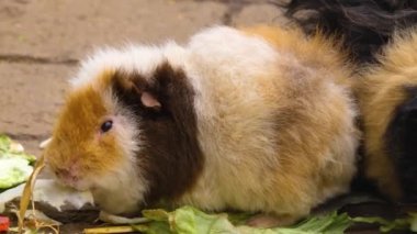 Marul yiyen kobay faresine yaklaş.