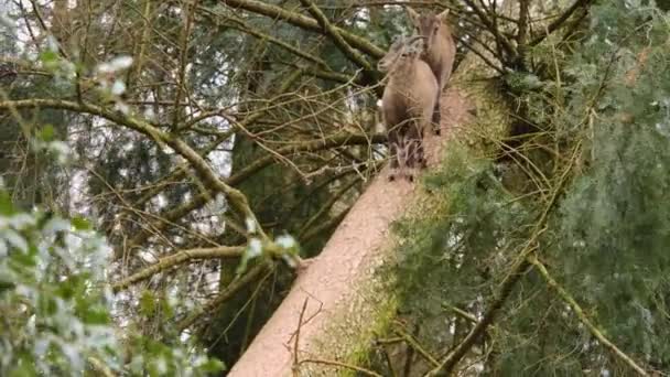Κοντινό Πλάνο Δύο Baby Ibex Στέκεται Ένα Δέντρο Και Ψάχνει — Αρχείο Βίντεο