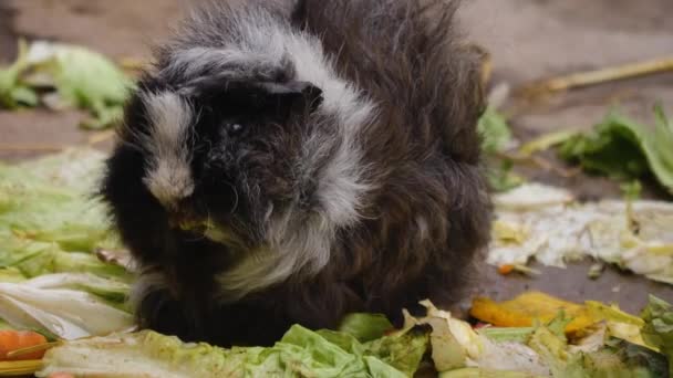 吃生菜的豚鼠特写镜头 — 图库视频影像