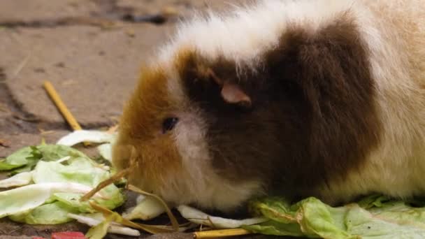 Großaufnahme Von Meerschweinchen Die Salat Essen — Stockvideo