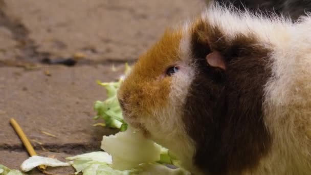 Großaufnahme Von Meerschweinchen Die Salat Essen — Stockvideo