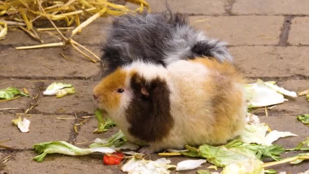 Sluiten Van Cavia Eten Sla — Stockvideo