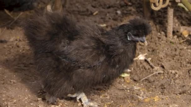 Gururlu Rooster Yaklaş — Stok video