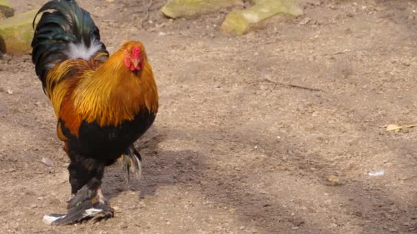 Close Orgulhoso Rooster — Vídeo de Stock