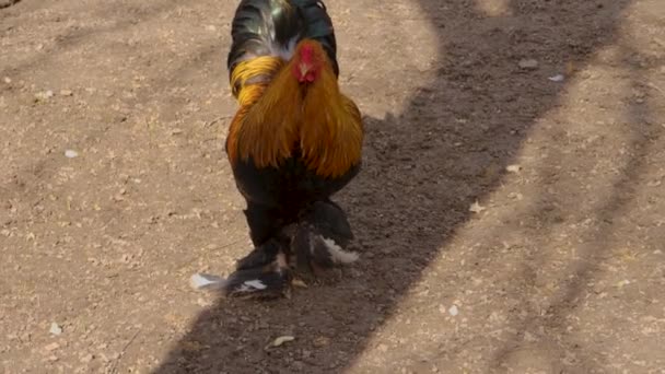 Primo Piano Fiero Gallo Piedi — Video Stock