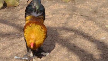 Gururlu Rooster 'a yaklaş. 