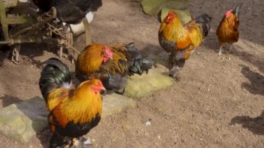 Sonbaharın güneşli bir gününde etrafta dikilen horozların yakınına..