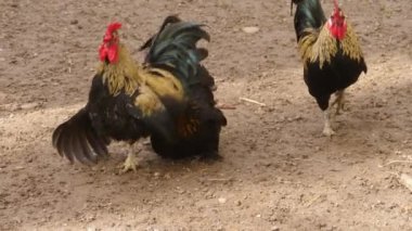 Sonbaharın güneşli bir gününde etrafta dikilen horozların yakınına..