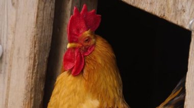 Gururlu Rooster 'a yaklaş. 