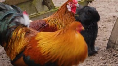 Sonbaharın güneşli bir gününde etrafta dikilen horozların yakınına..