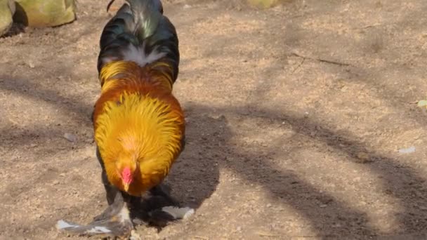 Close Van Trotse Rooster Staande — Stockvideo