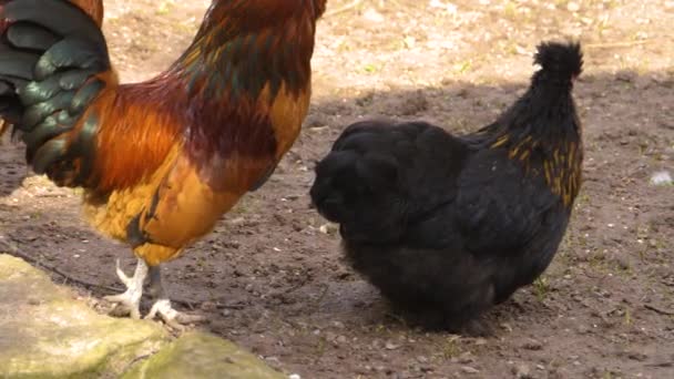 Close Roosters Standing Sunny Day Autumn — Stock Video