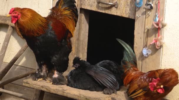 Primer Plano Los Gallos Pie Día Soleado Otoño — Vídeo de stock