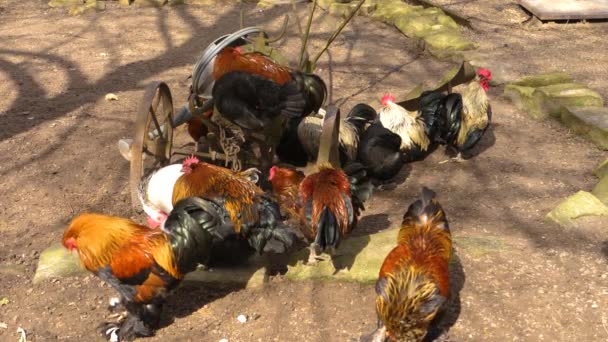 Primer Plano Los Gallos Pie Día Soleado Otoño — Vídeos de Stock