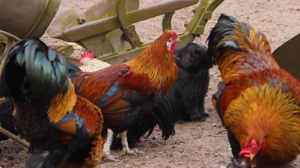 gros plan de coqs debout autour par une journée ensoleillée en automne.