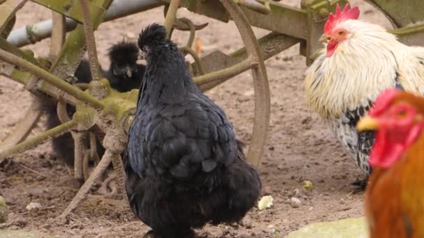 秋の晴れた日に立っている鶏の近くに — ストック動画