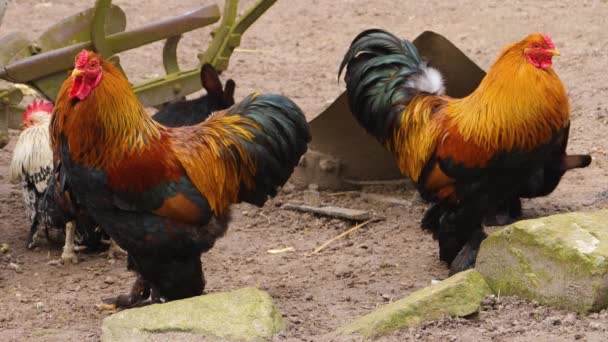 Primer Plano Los Gallos Pie Día Soleado Otoño — Vídeos de Stock