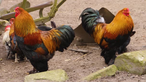 Primer Plano Los Gallos Pie Día Soleado Otoño — Vídeos de Stock