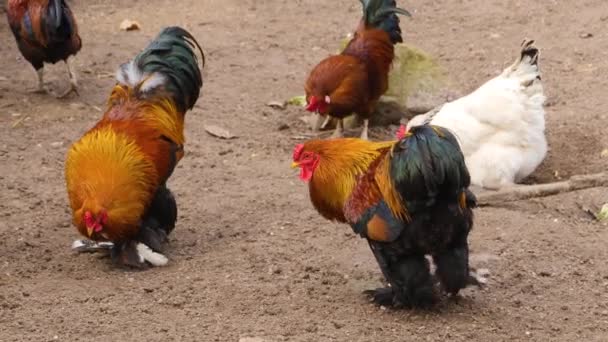 Close Roosters Standing Sunny Day Autumn — Stock Video