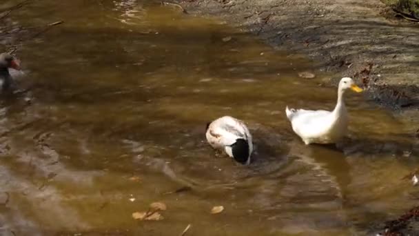 Sluiten Van Ganzen Rond Een Pan Herfst Een Zonnige Dag — Stockvideo