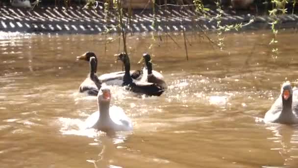 Sluiten Van Ganzen Rond Een Pan Herfst Een Zonnige Dag — Stockvideo