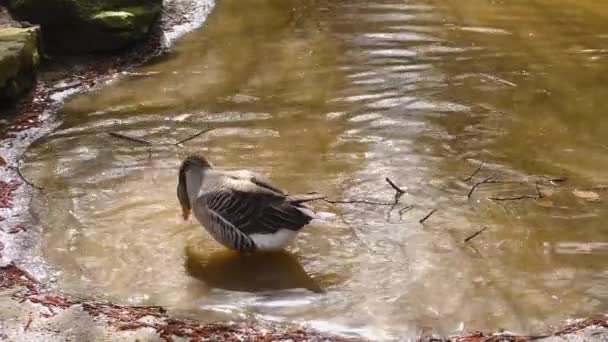 Großaufnahme Von Gänsen Der Pfanne Herbst Einem Sonnigen Tag — Stockvideo