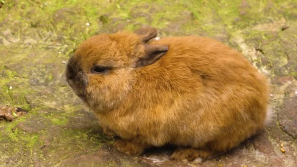 Kahverengi Tavşanın Çiğnemesine Yakın Dur — Stok video