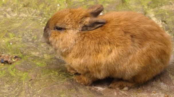 Крупный План Жевания Бурого Кролика — стоковое видео