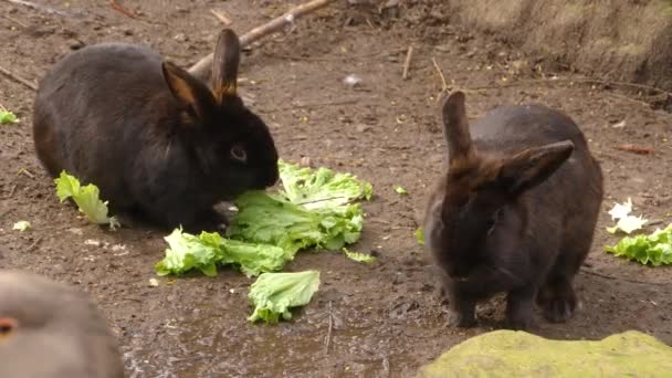 Deux Lapins Noirs Mangeant Laitue — Video