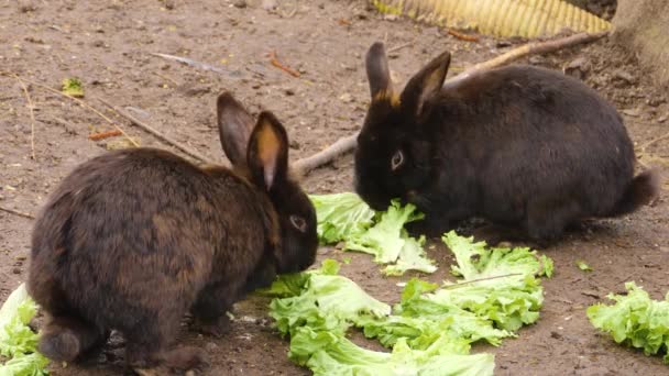 Two Black Bunny Rabbits Eating Lettuce — Stock Video