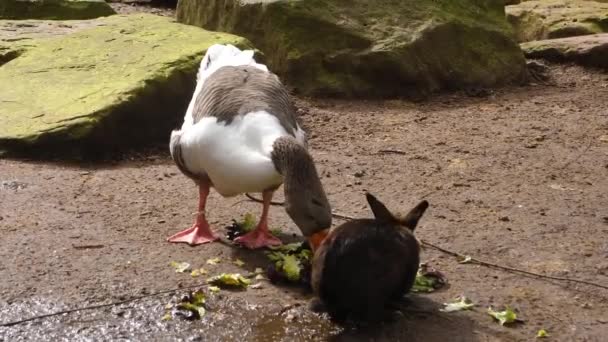 Gros Plan Des Oies Autour Une Casserole Automne Par Une — Video