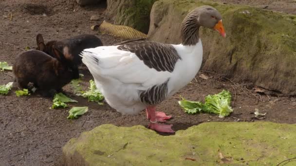 Dos Conejos Ganso Comiendo Lechuga — Vídeos de Stock