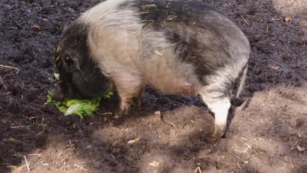 Cerdo Barriga Está Comiendo Lechuga Con Vista Desde Costado — Vídeos de Stock